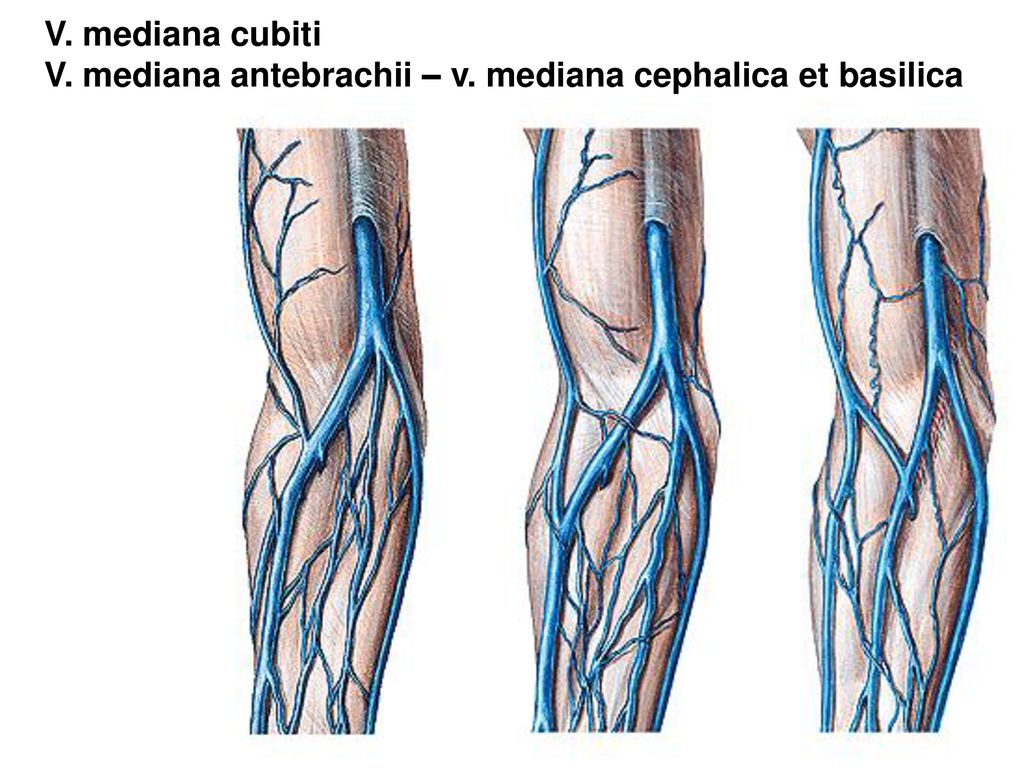 VEINS ppt stáhnout